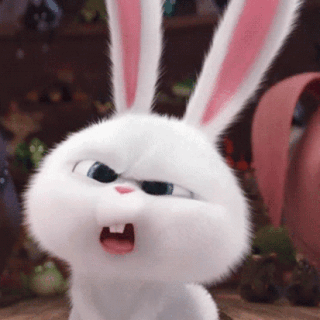 bunny-what